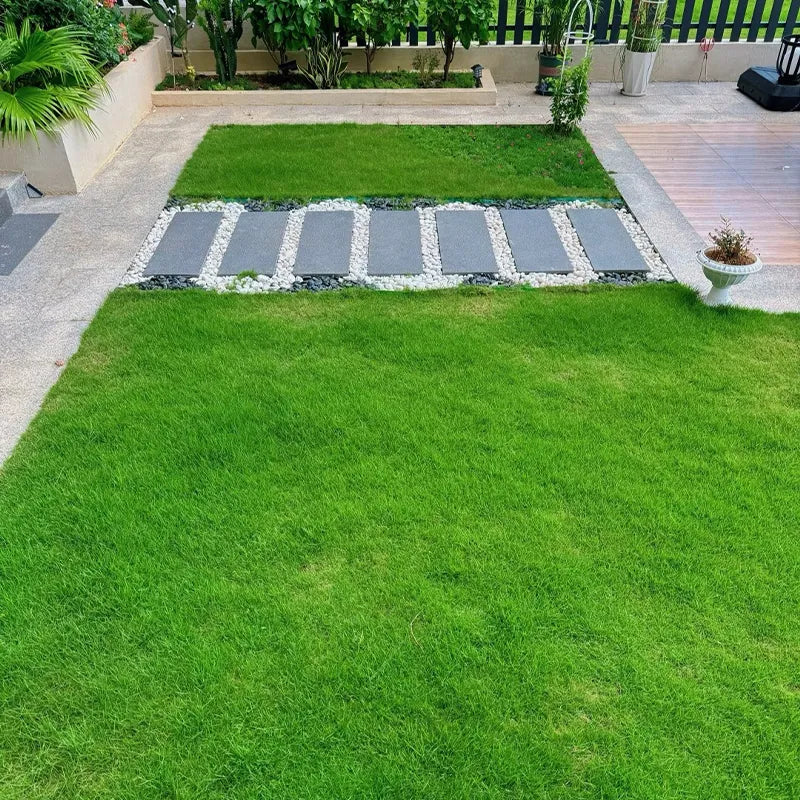 Four Seasons Evergreen Grass Seeds for Beautiful Grass – BUY 1 GET 1 FREE