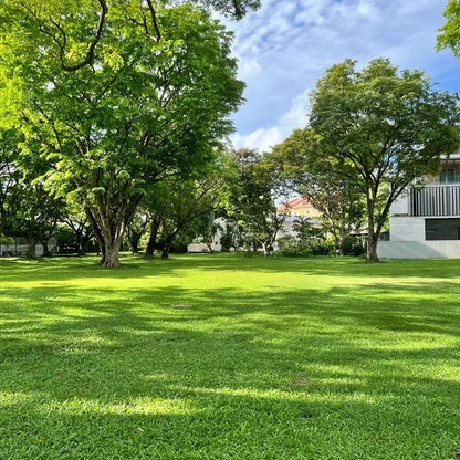 Four Seasons Evergreen Grass Seeds for Beautiful Grass – BUY 1 GET 1 FREE