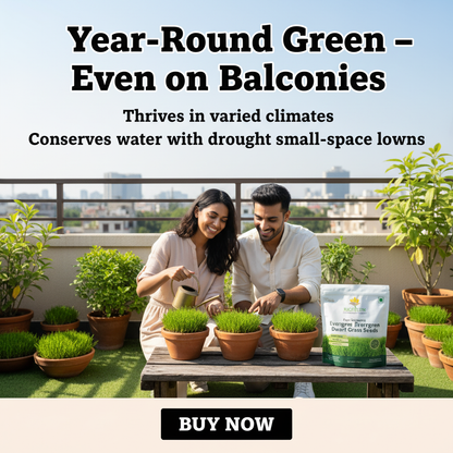 Four Seasons Evergreen Grass Seeds for Beautiful Grass – BUY 1 GET 1 FREE